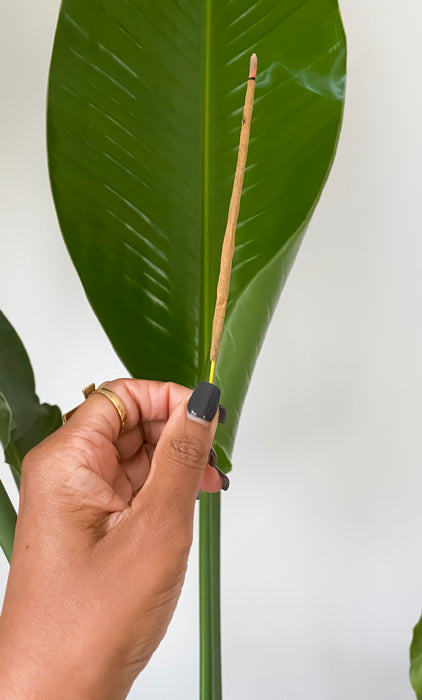 Champaka Flora Agarbatti Incense